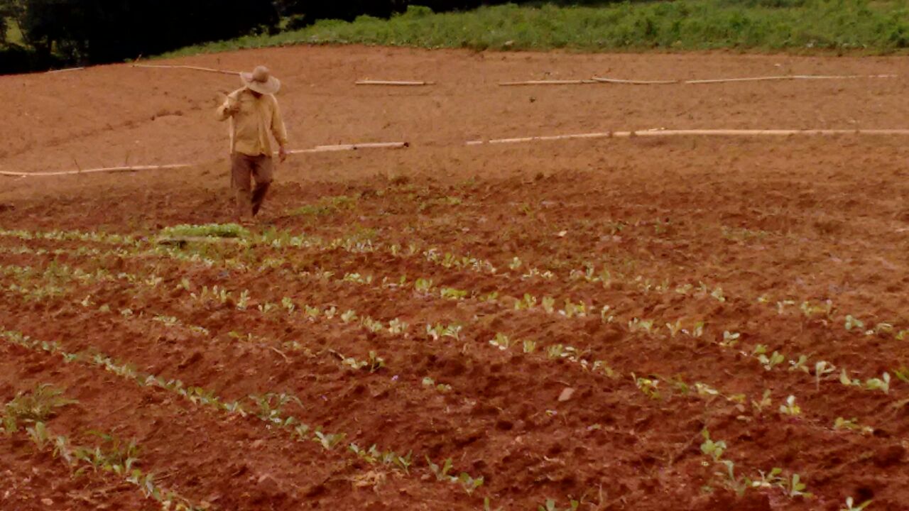 Produtor caminhando pela plantação na Estância Bragantina